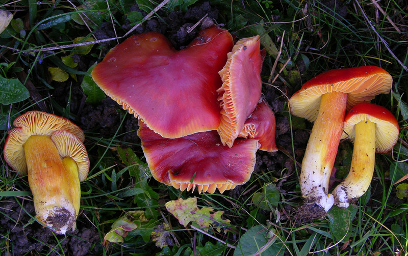 Malga Brigolina parte 1.Hygrocybe punicea.